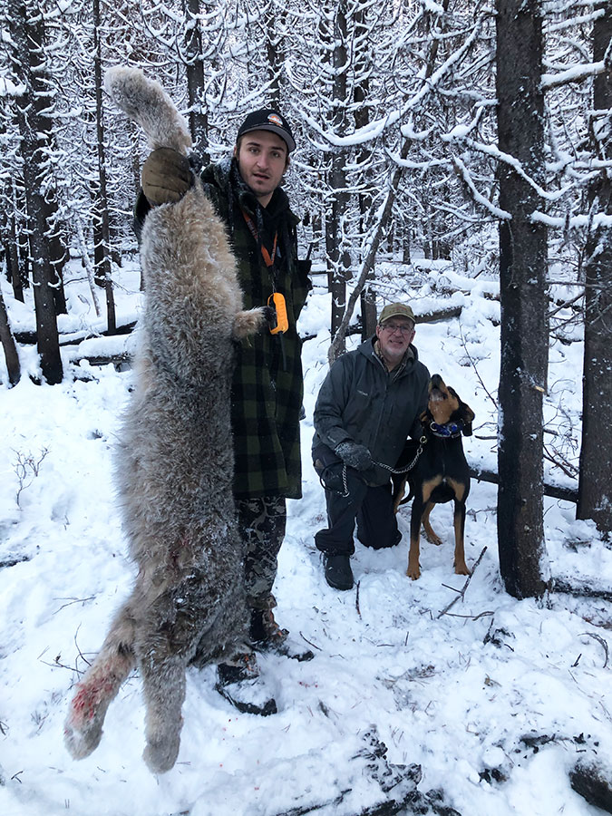 Lynx Hunt with HOunds