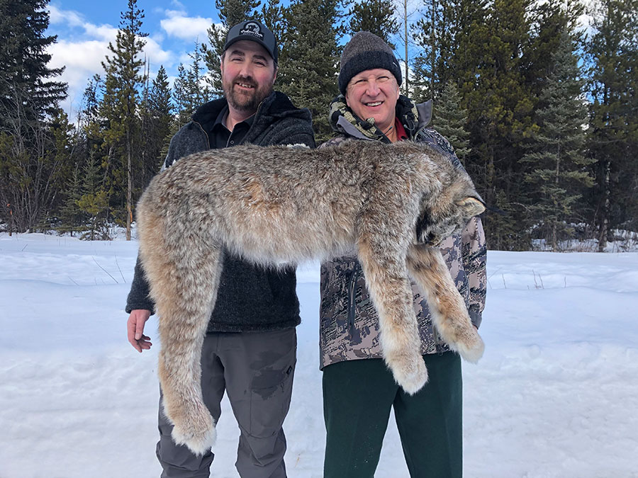 Winter Lynx Hunt